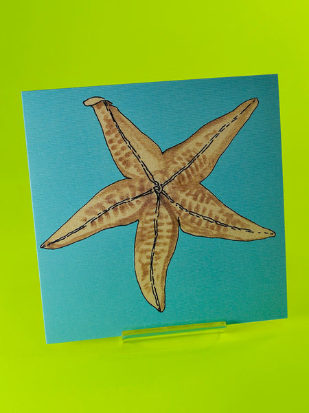 Common Starfish by Joan Charnley (original 1976 ink and watercolour design from Joan Charnley's sketchbooks)