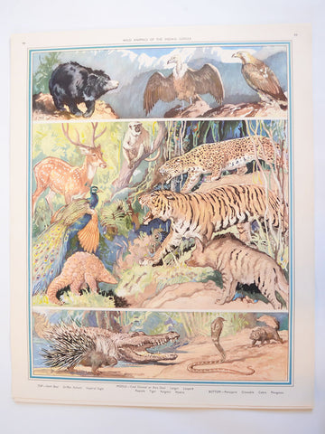 Macmillan's Teaching in Practice Primary Education Classroom Poster: No 99 - Wild Animals of the Indian Jungle