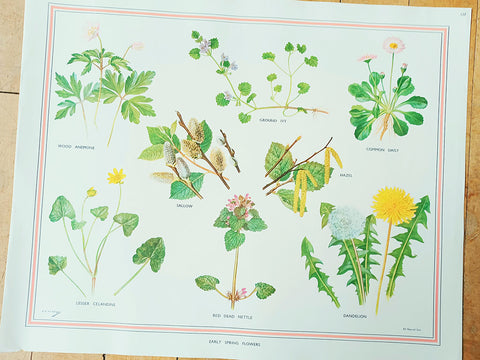 Macmillan's Teaching in Practice Primary Education Classroom Poster: No 127 - Early Spring Flowers