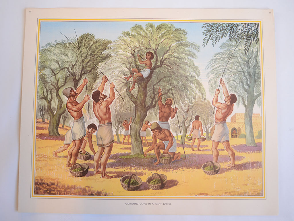 Macmillan's Teaching in Practice Primary Education Classroom Poster: No 11 - Gathering Olives in Ancient Greece