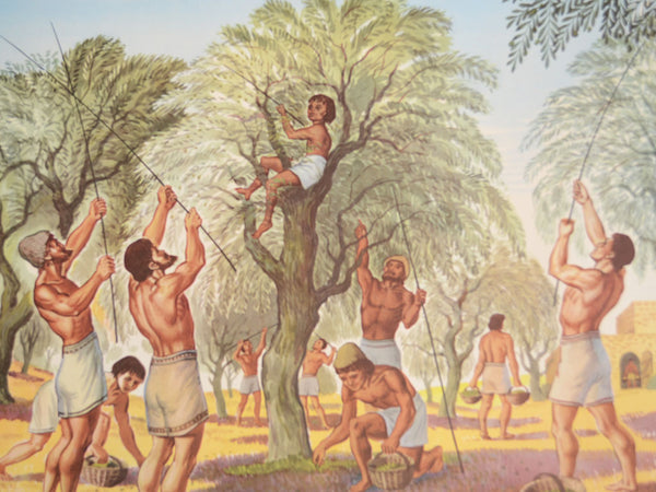 Macmillan's Teaching in Practice Primary Education Classroom Poster: No 11 - Gathering Olives in Ancient Greece