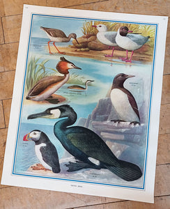 Macmillan's Teaching in Practice Primary Education Classroom Poster: No 133 - Water Birds