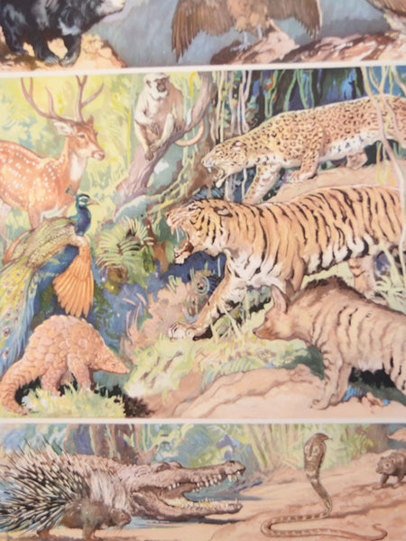 Macmillan's Teaching in Practice Primary Education Classroom Poster: No 99 - Wild Animals of the Indian Jungle